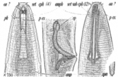 Pseudolella granulifera, author: Campinas Bezerra, Tania Nara