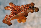 Calvadosia lewisi Side View by George Branch, author: Collins, Allen G.