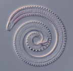 Deep-sea nematode Deep-sea nematode