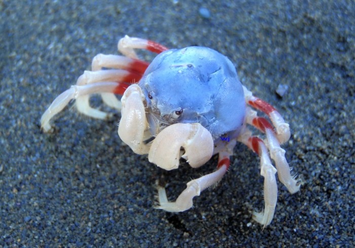 Decoding the naming of decapods