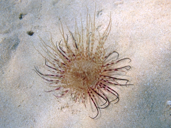 Cerianthus membranaceus