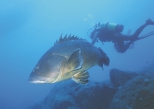 Dusky grouper - Epinephelus marginatus (Lowe, 1834), author: Harmelin, Jean-Georges