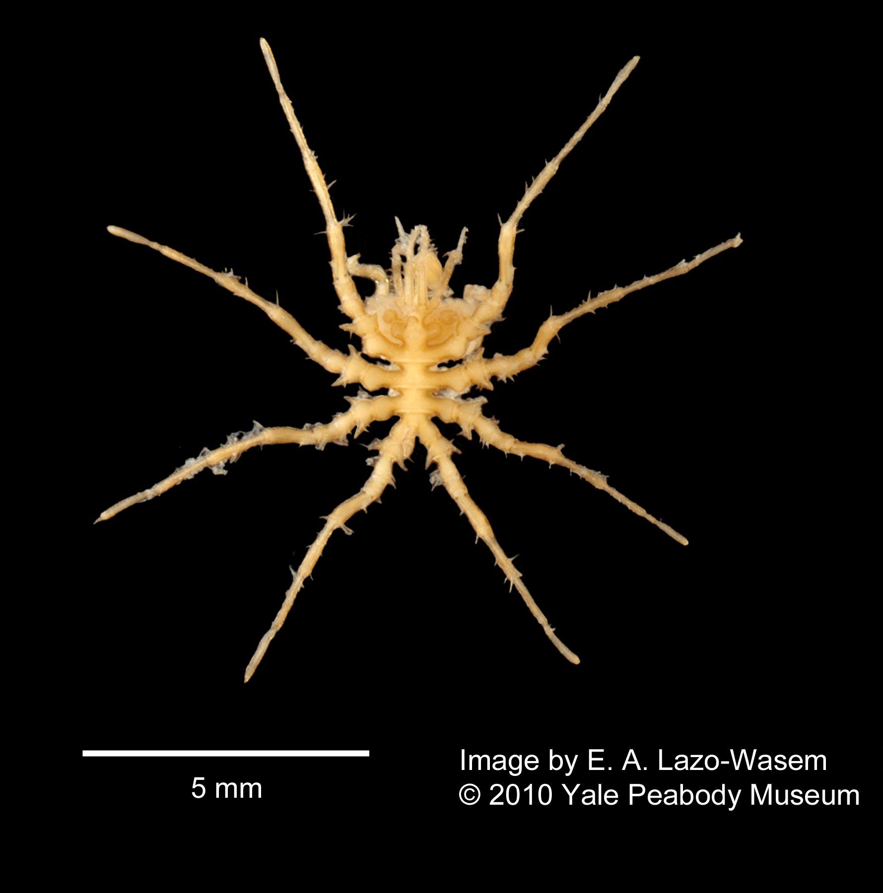 To Yale Peabody Museum of Natural History (YPM IZ 049475)