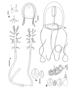 Hydrozoa (hydroids)