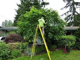 Picture of a tree being trimmed with a man on a ladder from a tree service company